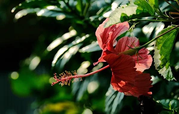 Flower, leaves, light, red, bokeh, hibiscus