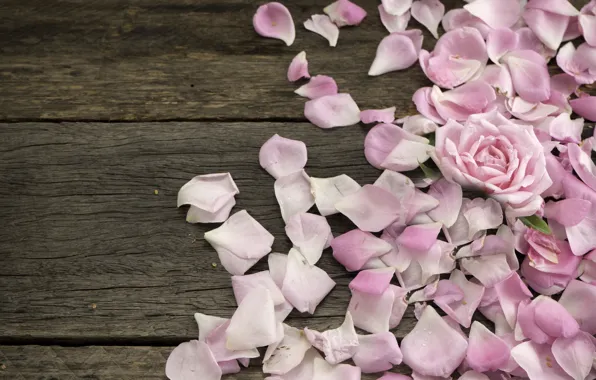 Flowers, roses, petals, pink, wood, pink, flowers, petals