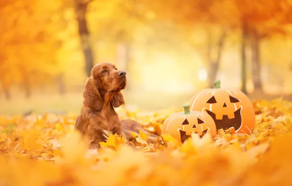 Picture autumn, look, face, leaves, Park, foliage, dog, pumpkin