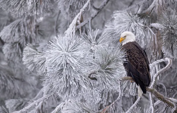 Winter, frost, snow, branches, nature, tree, bird, frost