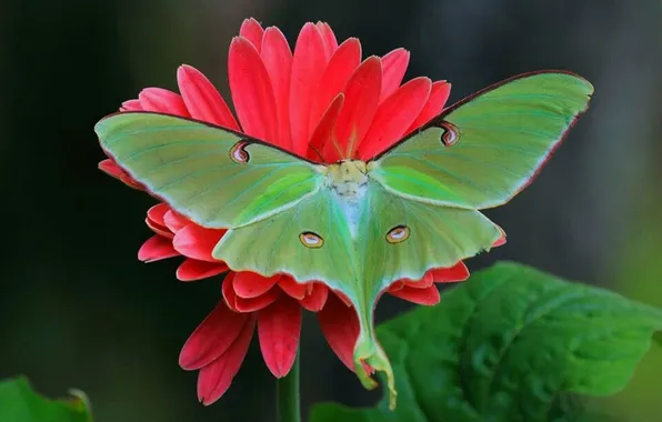 Flower, macro, wings, Butterfly, beautiful, closeup