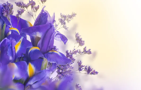 Leaves, petals, flowering, blue, flowers, iris