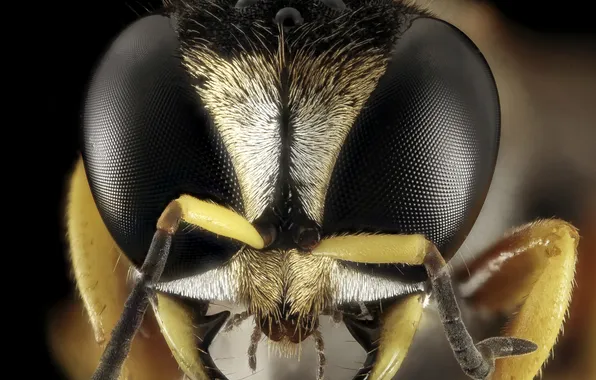 Picture eyes, OSA, head, large, details, antennae