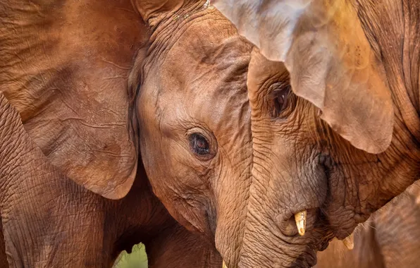 Picture nature, background, elephant