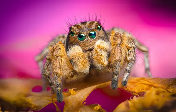 Flower, background, spider, petals, jumper