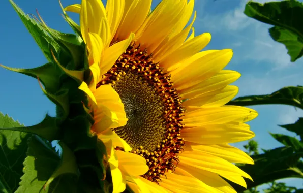 Flower, the sky, nature, sheet, sunflower
