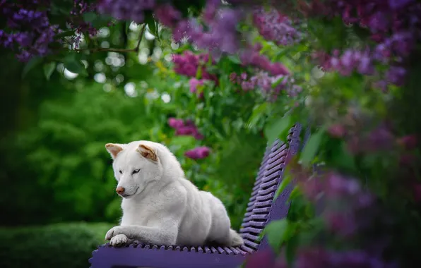 Bench, dog, white, lilac, Akita inu, Galina Koptilina