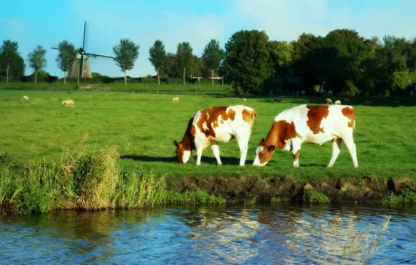 Greens, field, summer, trees, landscape, pond, river, shore