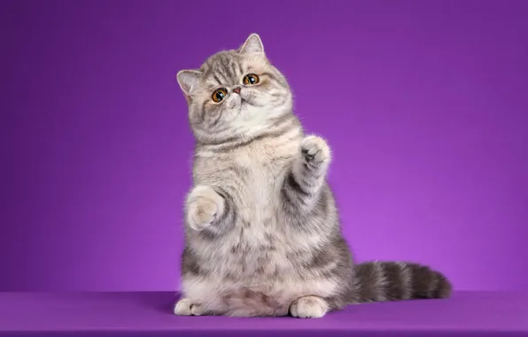 Cat, look, pose, background, muzzle, kitty, striped, stand
