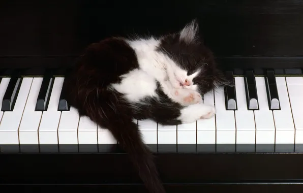 Kitty, keys, sleeping, piano