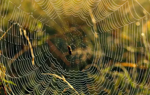 Drops, web