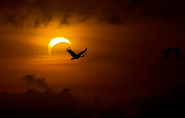 Bird, silhouette, swans