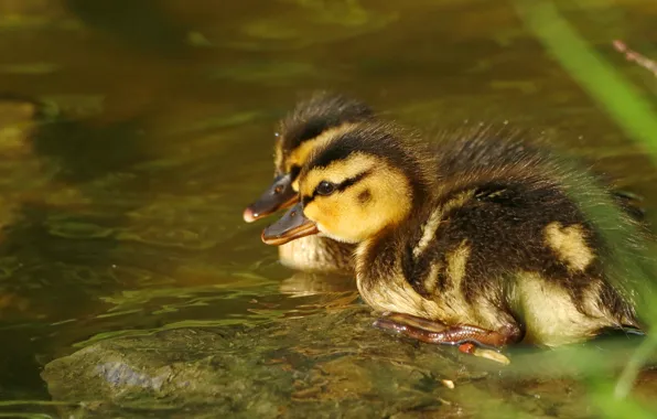Water, birds, stone, duck, pair, a couple, ducklings, duck