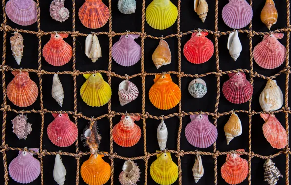 Colored, rope, cells, shell, sea