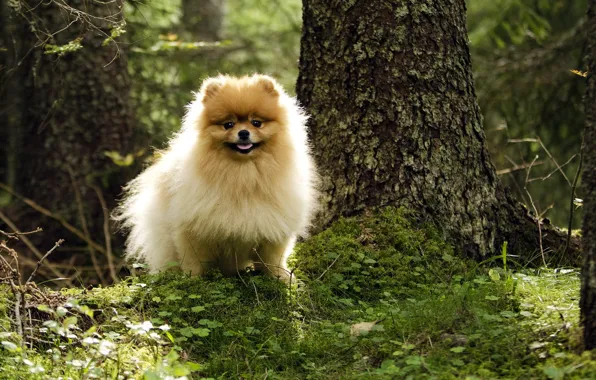 Picture forest, summer, dog