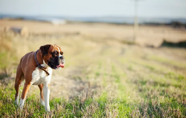 Picture field, background, dog