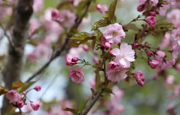 Picture flowers, branches, cherry, spring, Sakura, pink, flowering