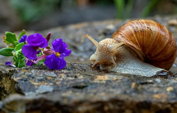 Picture flowers, stones, snail, horn, lilac, bokeh, Achatina