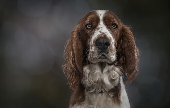 Look, face, background, portrait, dog, The Welsh Springer Spaniel