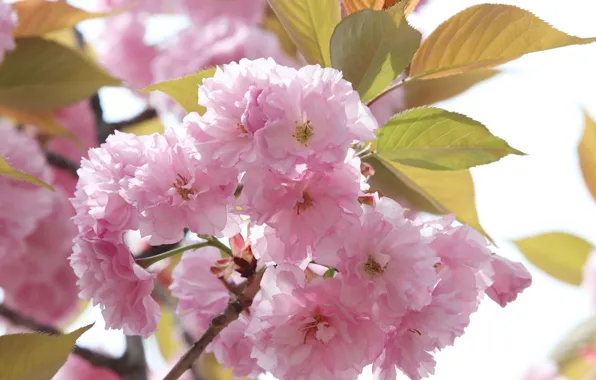 Leaves, branch, spring, petals, Sakura, flowering