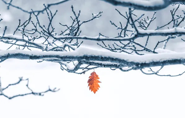 Picture winter, frost, snow, trees, branches, nature, one, leaf