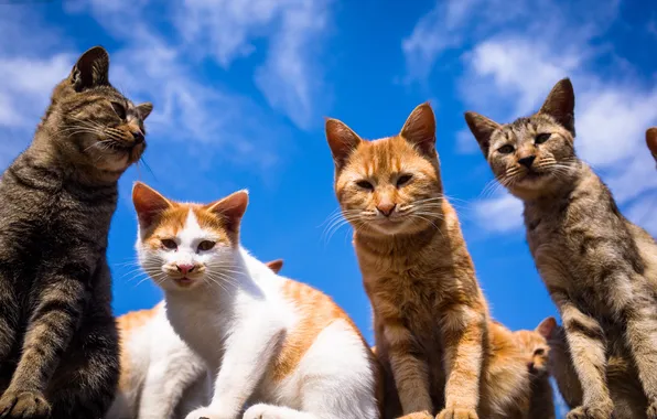 Picture the sky, mustache, look, cats