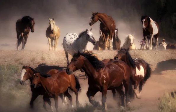 Dust, horse, running, the herd