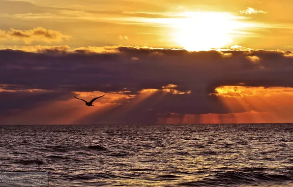 Sea, the sun, clouds, rays, bird