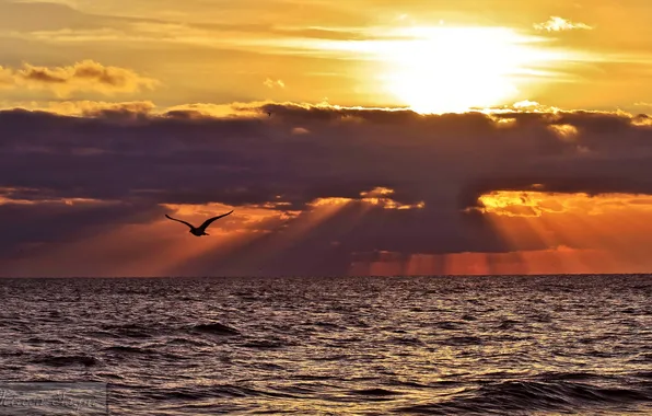 Picture sea, the sun, clouds, rays, bird
