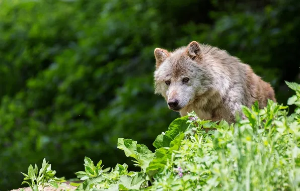 Grass, wolf, predator