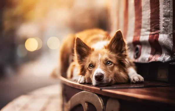 Face, dog, The border collie