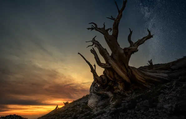 Stars, night, branches, tree, slope, snag, twilight, dry