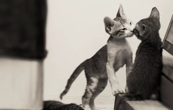 Kiss, black and white, kittens, kids, a couple, monochrome, two kittens