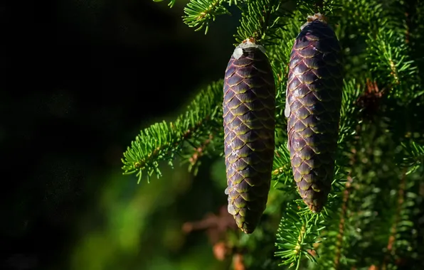 Picture spruce, needles, bumps, resin