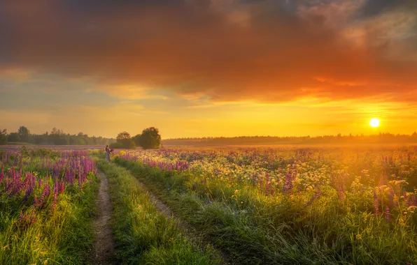 Field, summer, the sky, clouds, flowers, nature, dawn, lupins