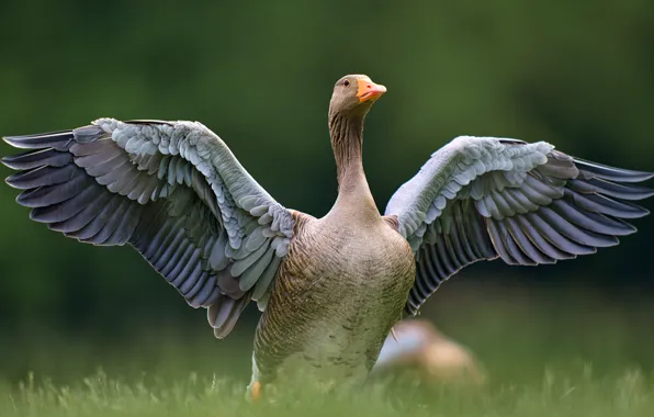 Grass, nature, pose, grey, bird, wings, feathers, goose