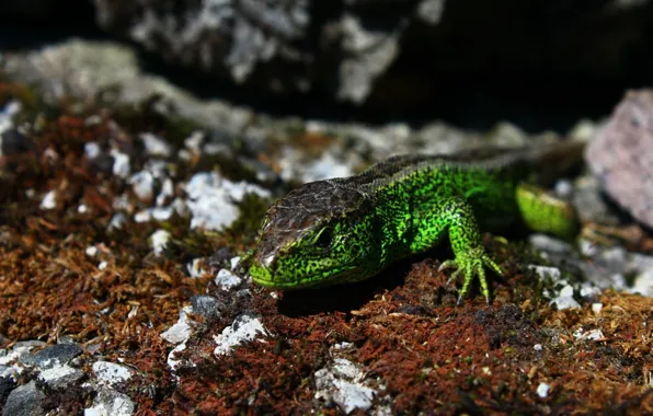 Picture eyes, stones, lizard