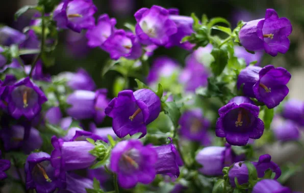 Picture macro, flowers, focus, petals, purple, Bells