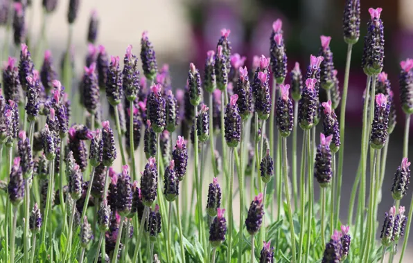 Picture field, macro, plant, meadow, lavender