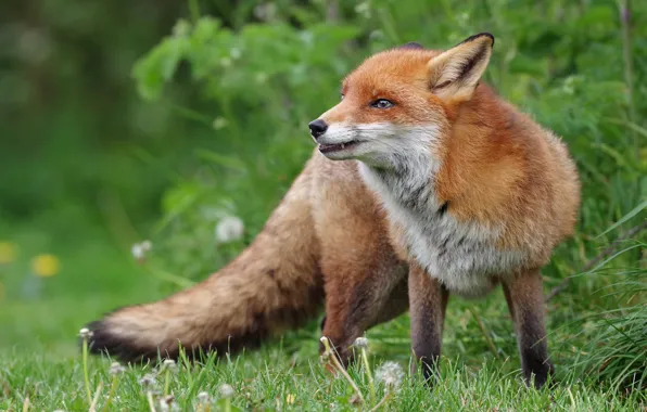 Picture grass, pose, Fox