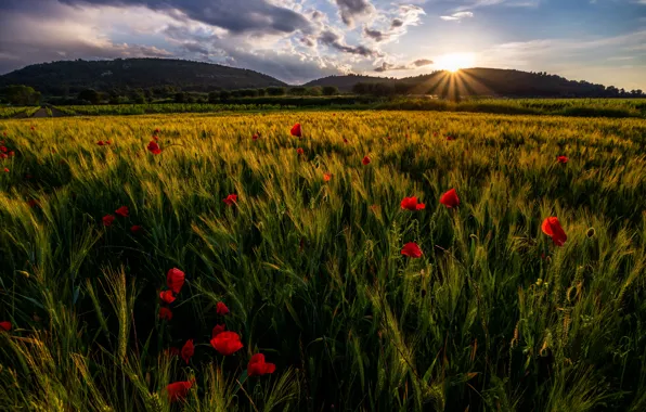 Rye, Maki, ears, poppy field, rye field