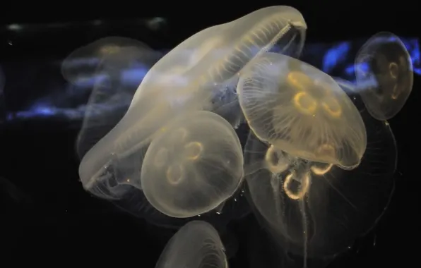 Jellyfish, white, the dark background