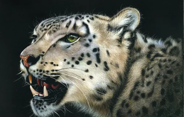 Look, face, animal, predator, leopard, grin, black background