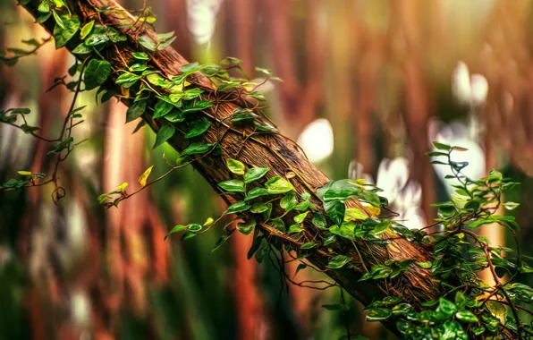 Picture treatment, trunk, ivy
