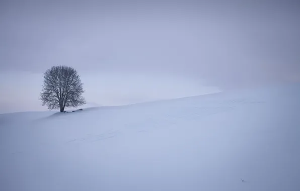 Field, nature, tree