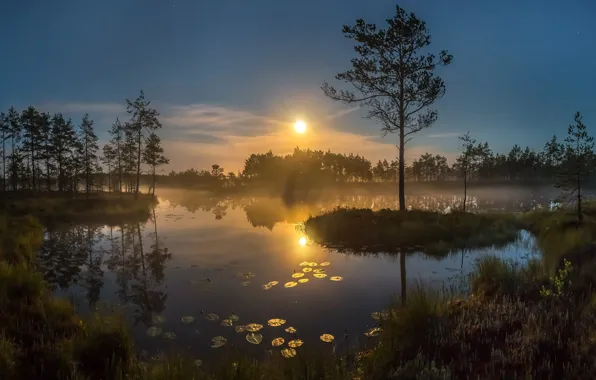 Picture sunset, nature, the evening