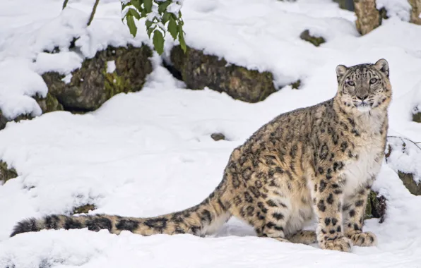 Picture snow, predator, IRBIS, snow leopard