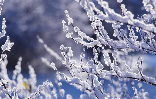 White, winter, snow, twig
