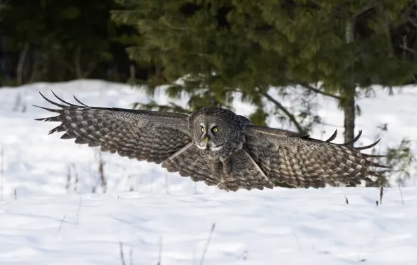 Winter, snow, nature, owl, bird, wings, landing