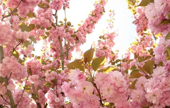 Flowers, spring, flowering, pink, Spring, blossoms, flowering